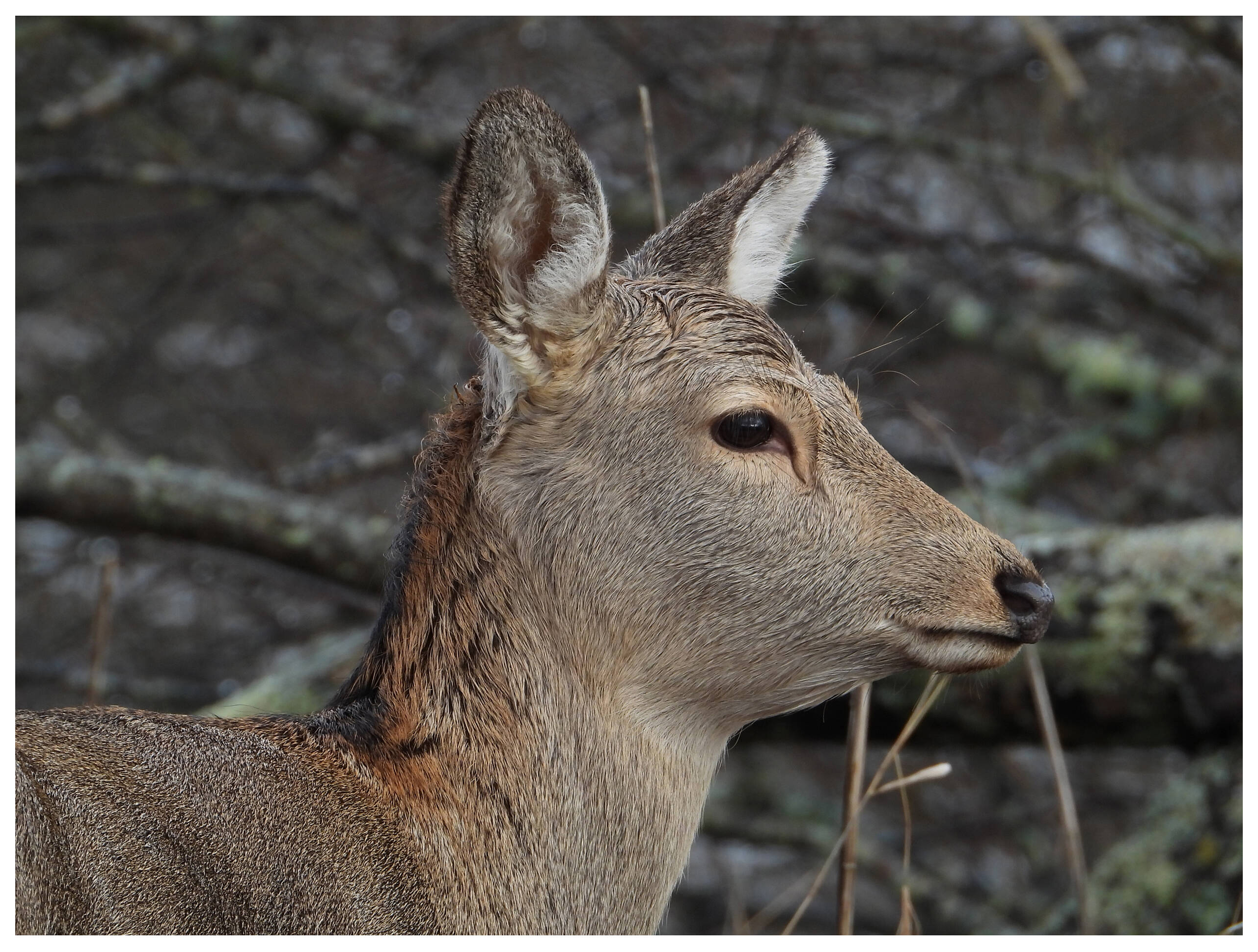 Компактный фотоаппарат Nikon Coolpix P1100