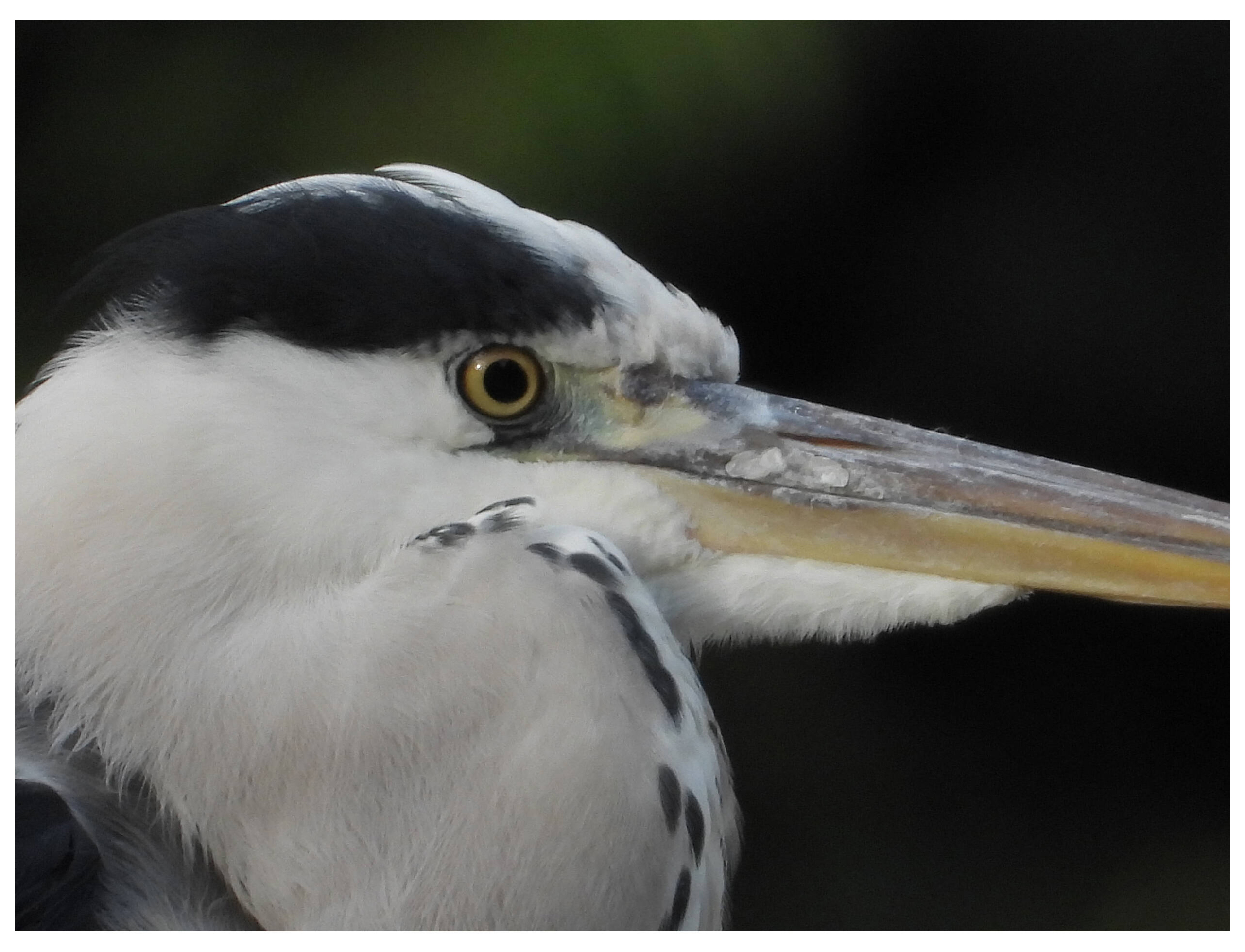 Компактный фотоаппарат Nikon Coolpix P1100