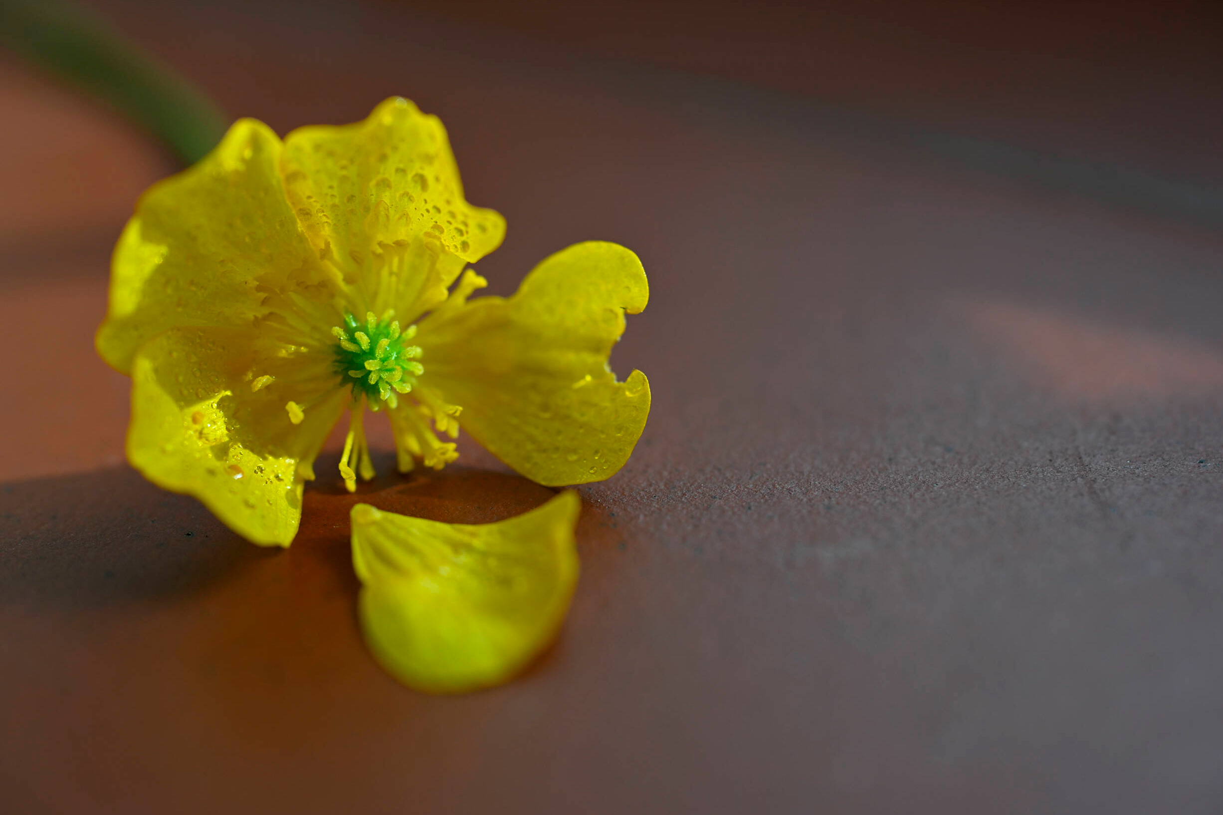 Объектив Nikon Nikkor Z 35mm f/1.7 DX MC