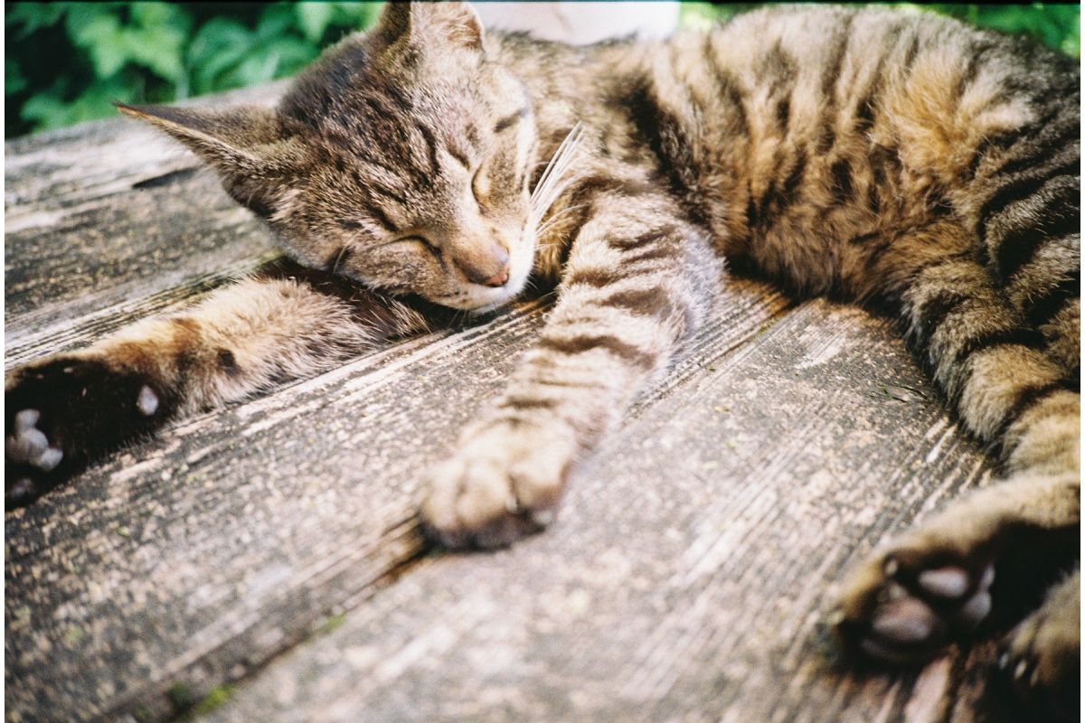 Фотоаппарат Lomography Lomo MC-A, серебристый