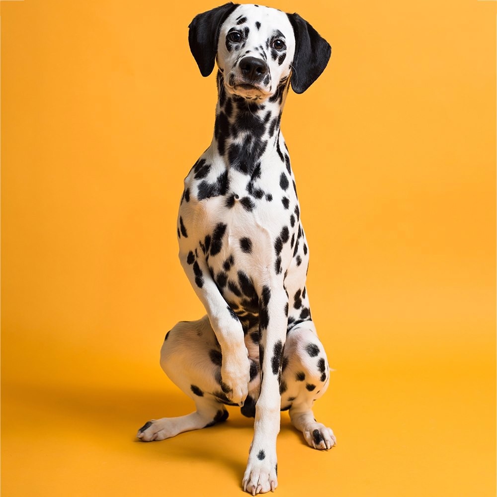 Фон Savage SA 43-12 Marmalade, бумажный, 2.72x11 м, оранжевый