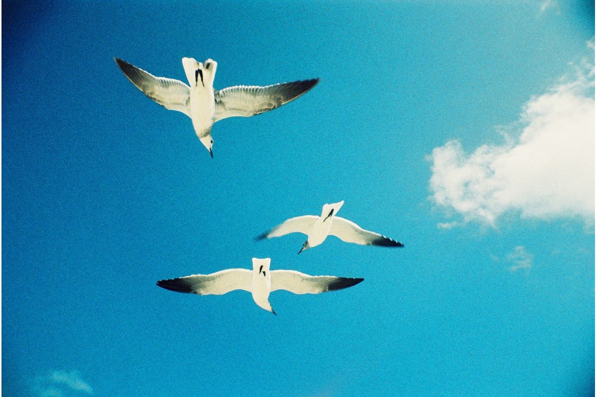 Плёночный фотоаппарат Lomography La Sardina & Flash DIY