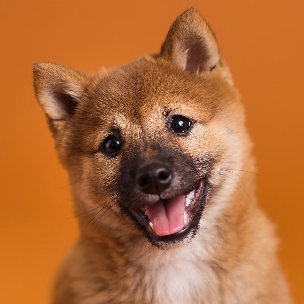 Фон Savage SA 17-12 Sienna, бумажный, 2.72x11 м, коричневый