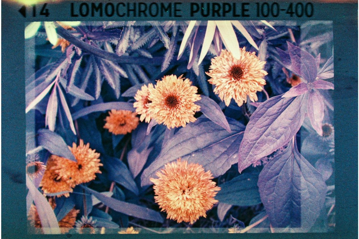 Фотопленка Lomography Analogue Pocket Trio, 3х 24 кадра, 110 формат