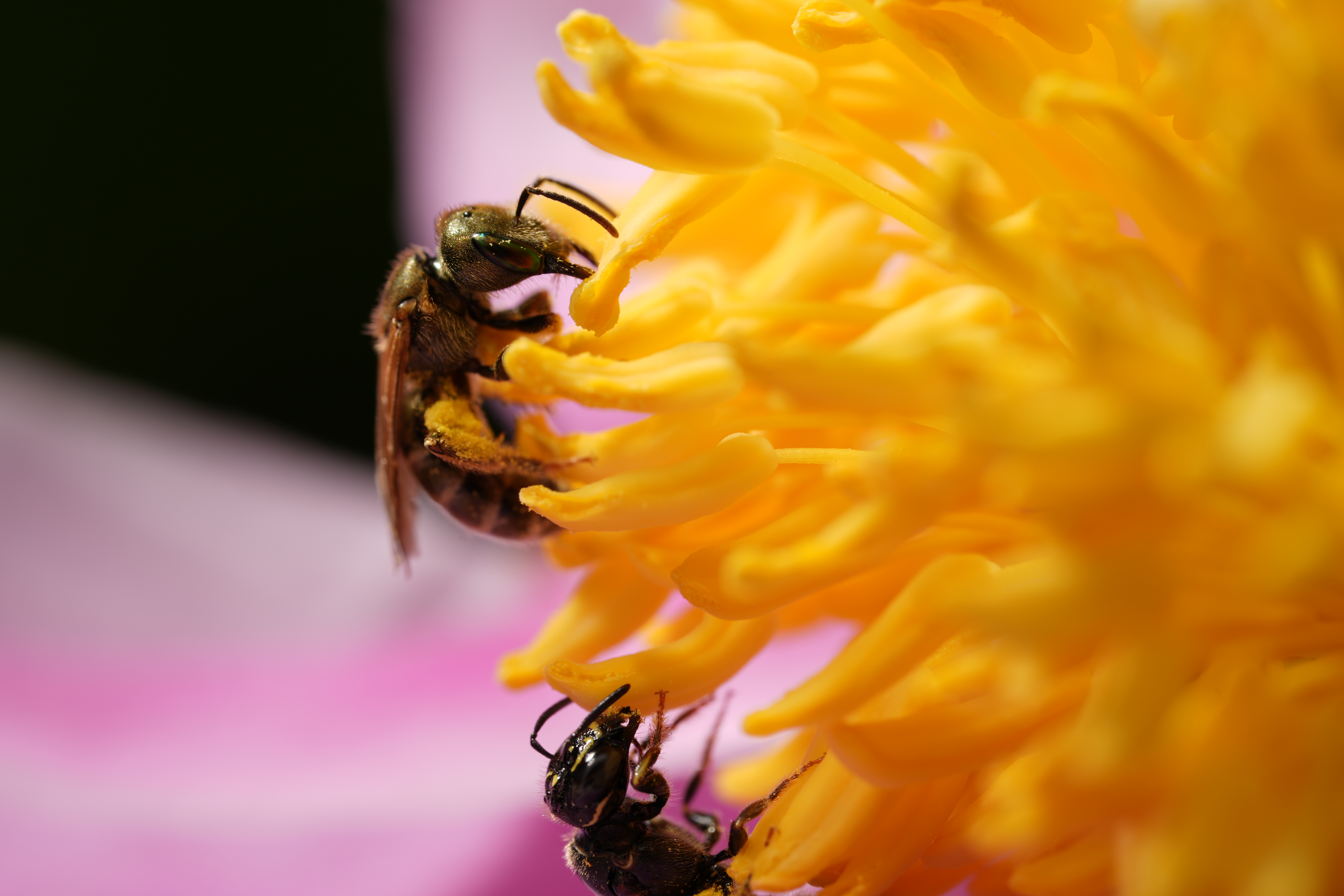 Объектив Sony FE 100mm f/2.8 Macro GM OSS