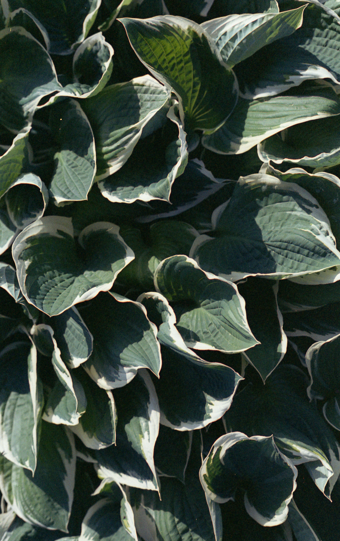 Фотопленка Silberra COLOR100 C-41 135, 36 кадров