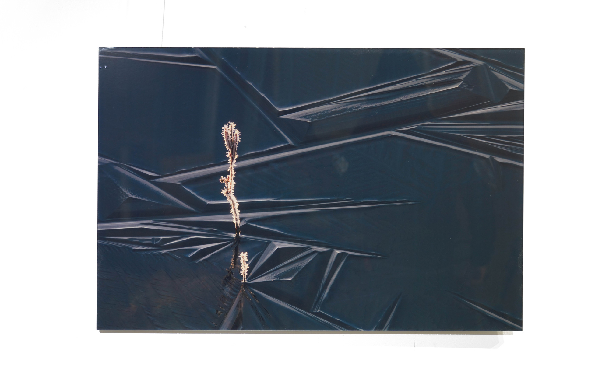 Фотография Ледяные цветы, пластификация 60х90 см