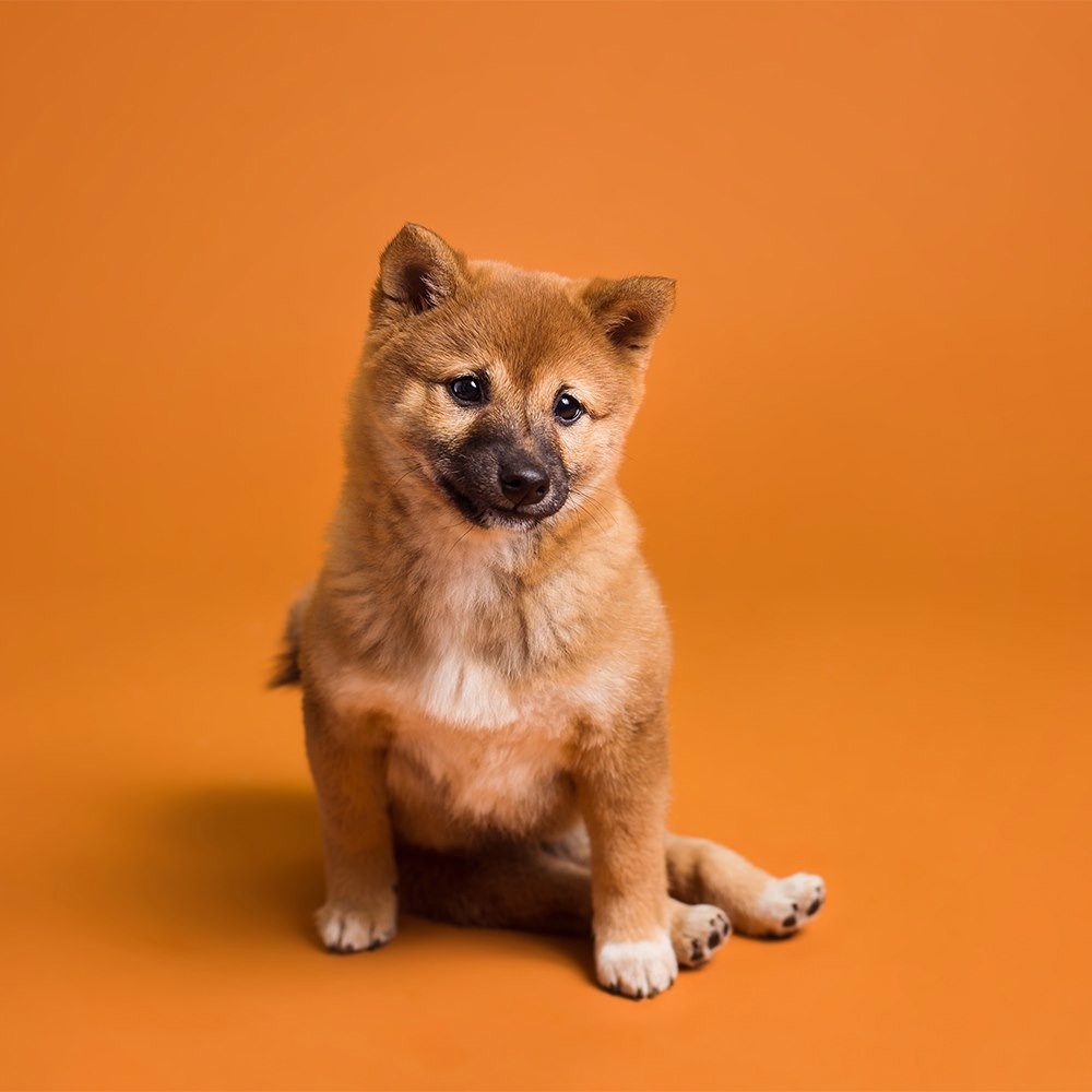 Фон Savage SA 17-12 Sienna, бумажный, 2.72x11 м, коричневый