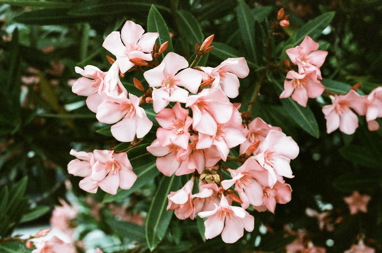 Фотопленка Lomography Lomochrome Metropolis XR 100-400 ISO, 135/36