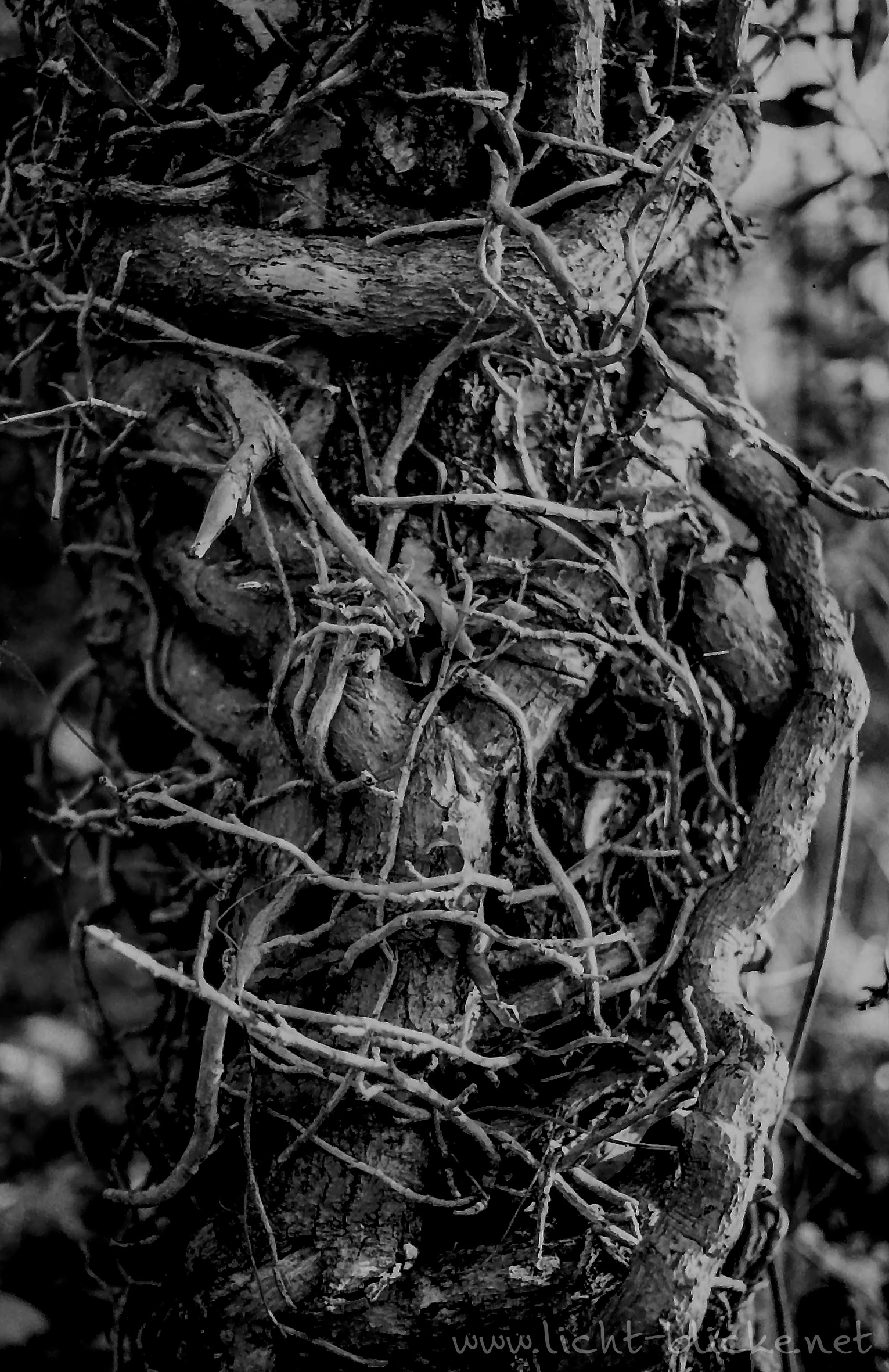 Фотопленка ORWO WOLFEN UN54, ISO 100, 135 формат, 36 кадров