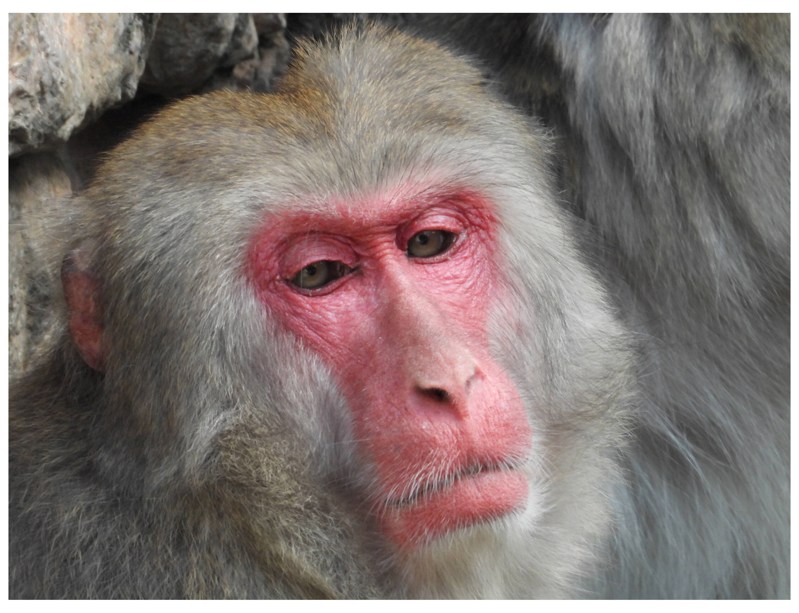 Компактный фотоаппарат Nikon Coolpix P1100