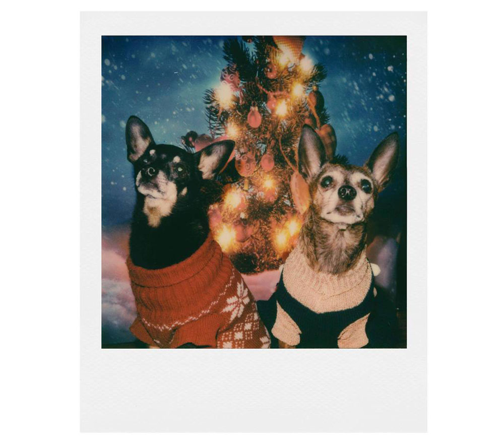 Картриджи Polaroid 600 Color Film, 5 х 8 кадров