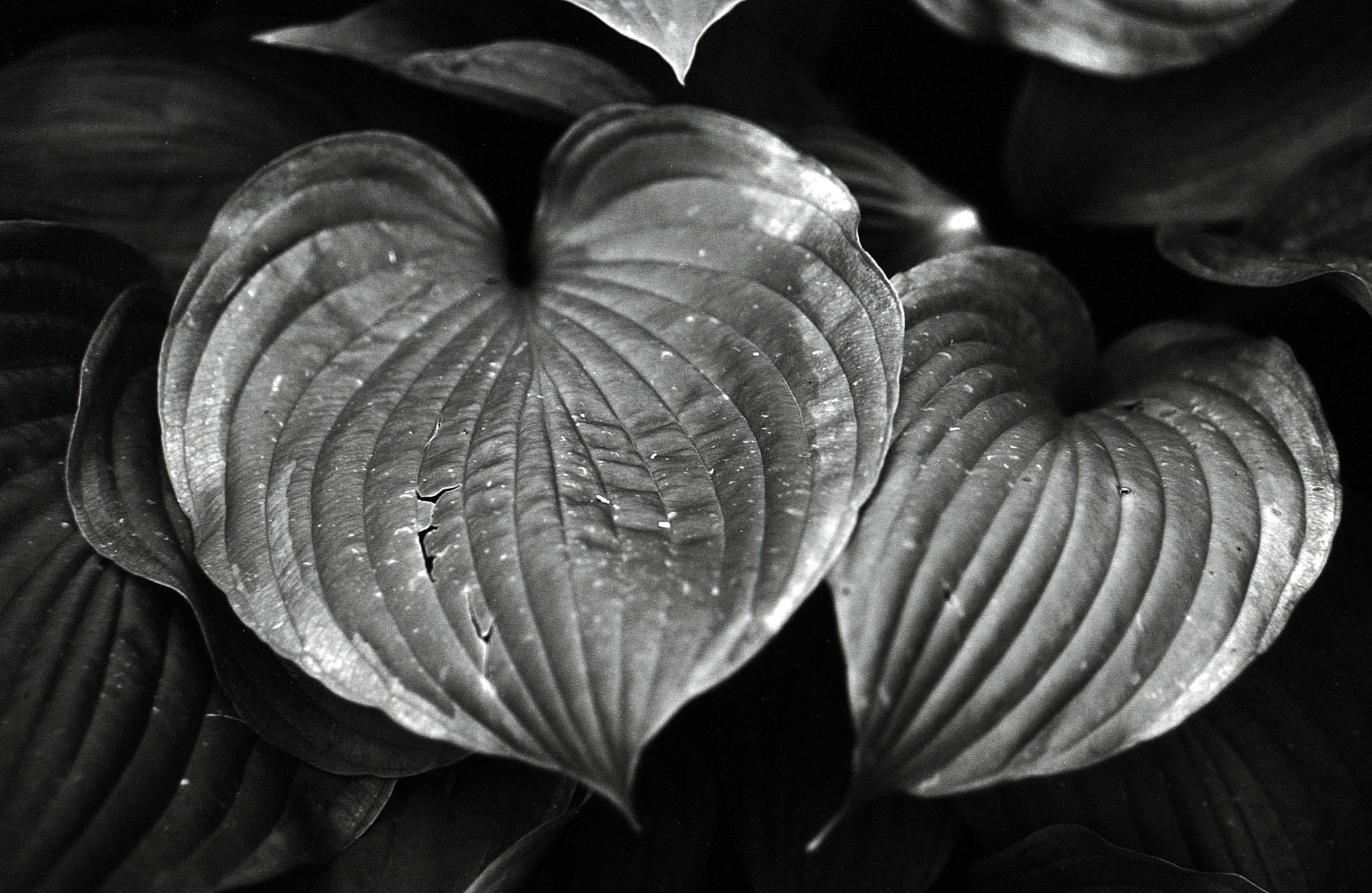 Фотопленка Silberra PAN 160, 36 кадров