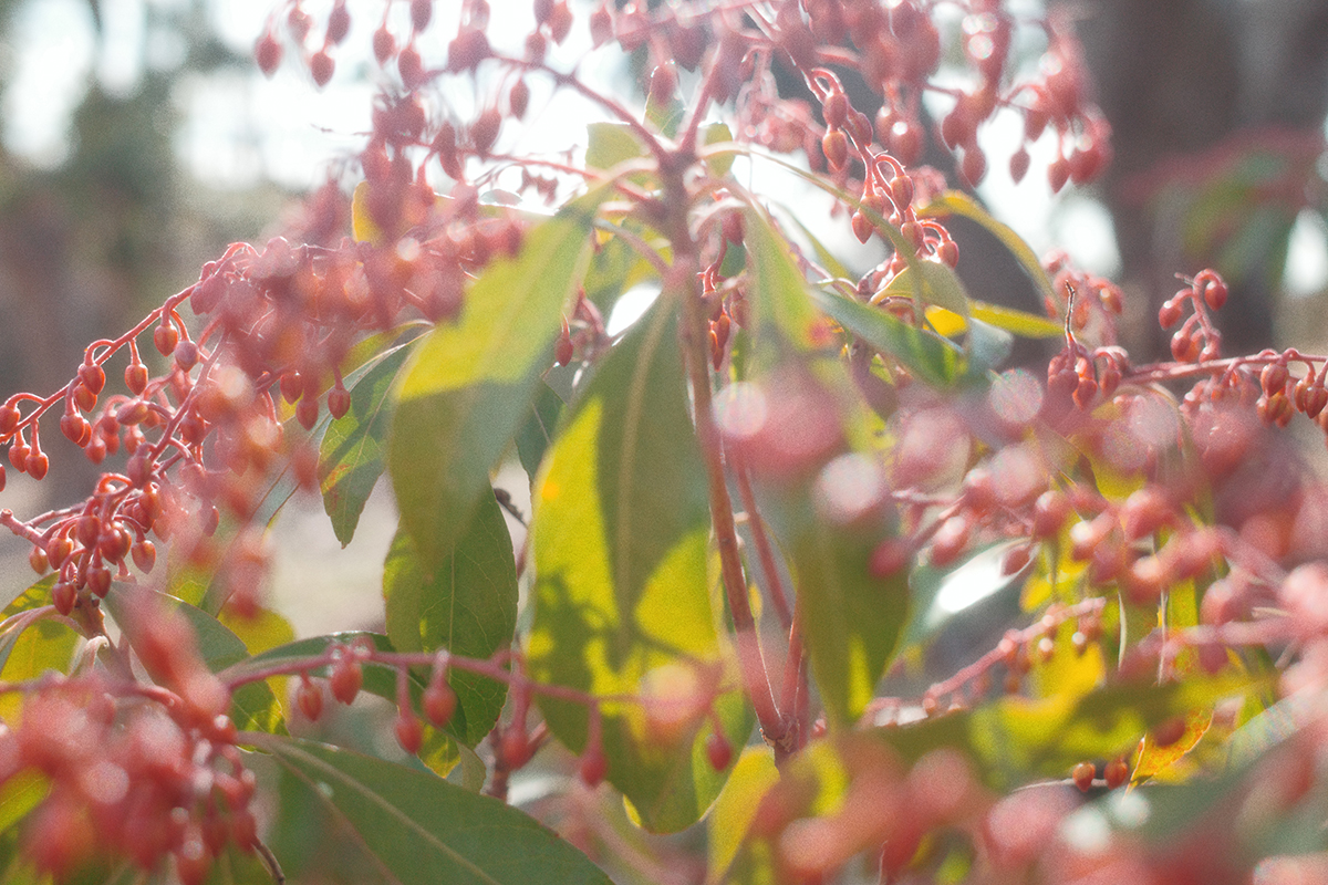 Компактный фотоаппарат Ricoh GR IIIx HDF