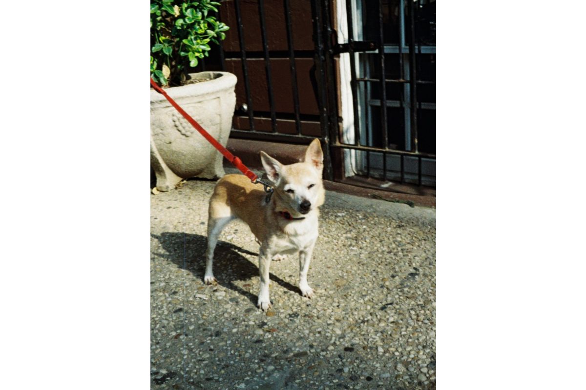 Фотопленка Lomography Color Tiger 110 ISO 200, 24 кадра