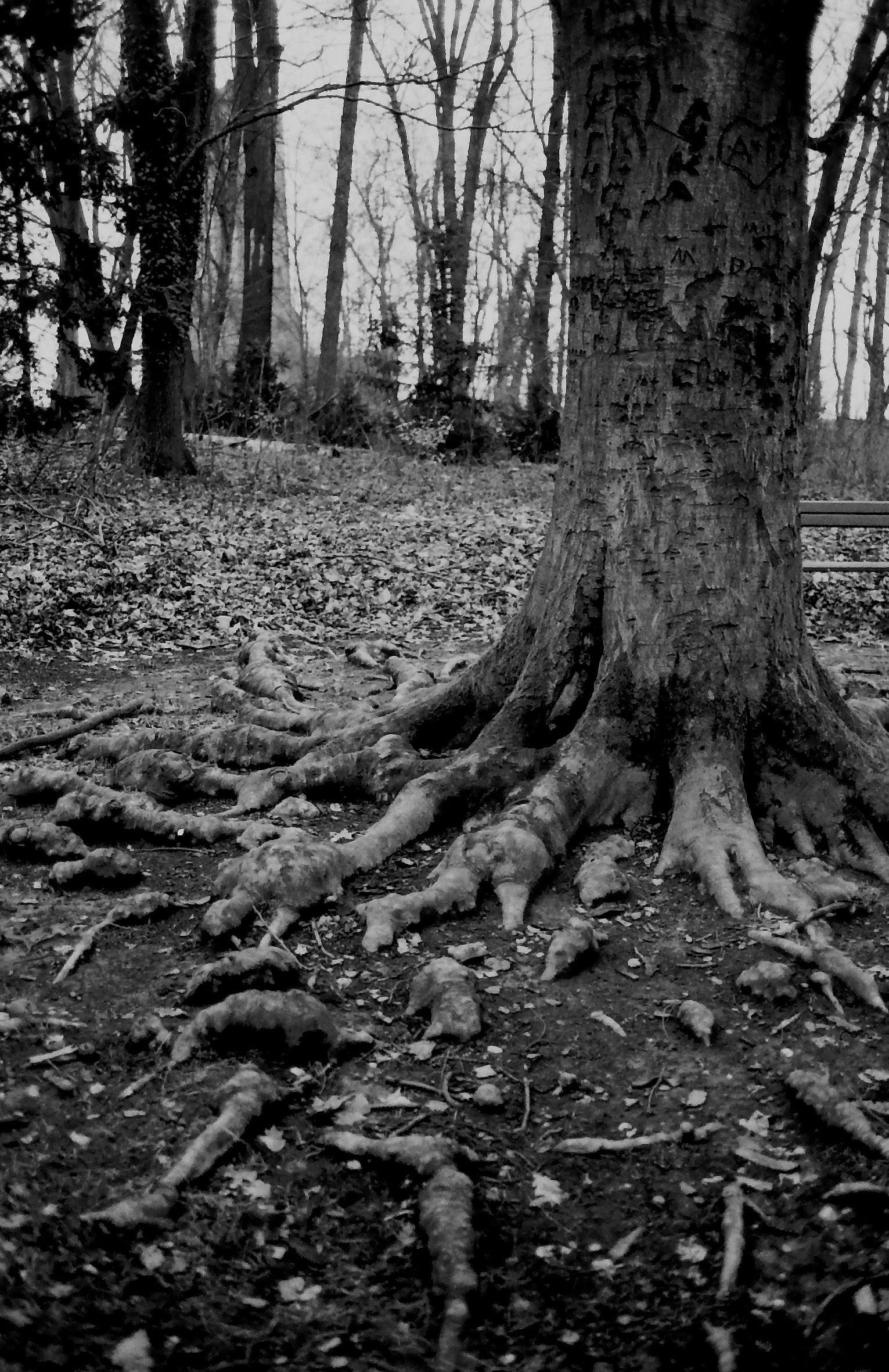 Фотопленка ORWO WOLFEN NP100, ISO 100, 135 формат, 36 кадров