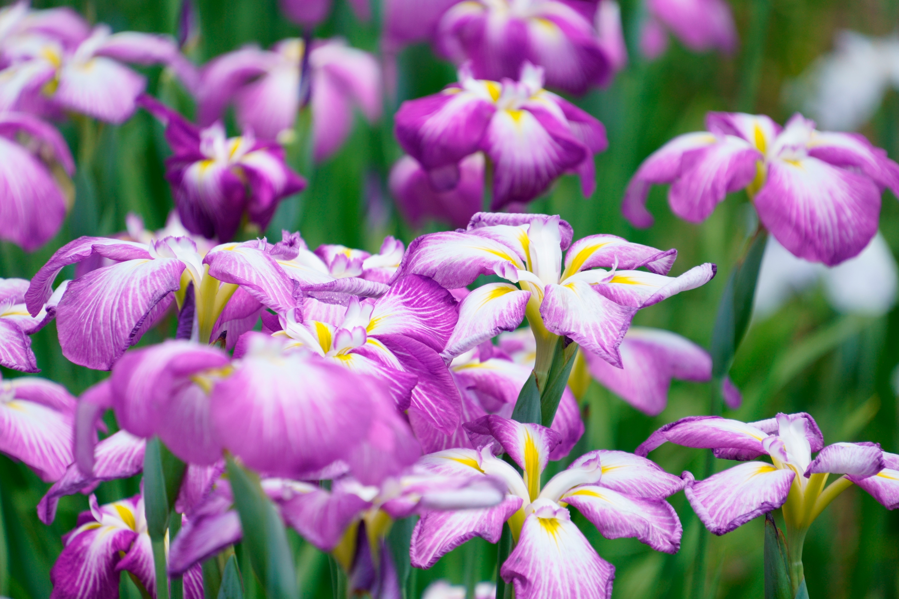 Объектив Tamron 18-300mm f/3.5-6.3 Di III-A VC VXD Nikon Z-Mount