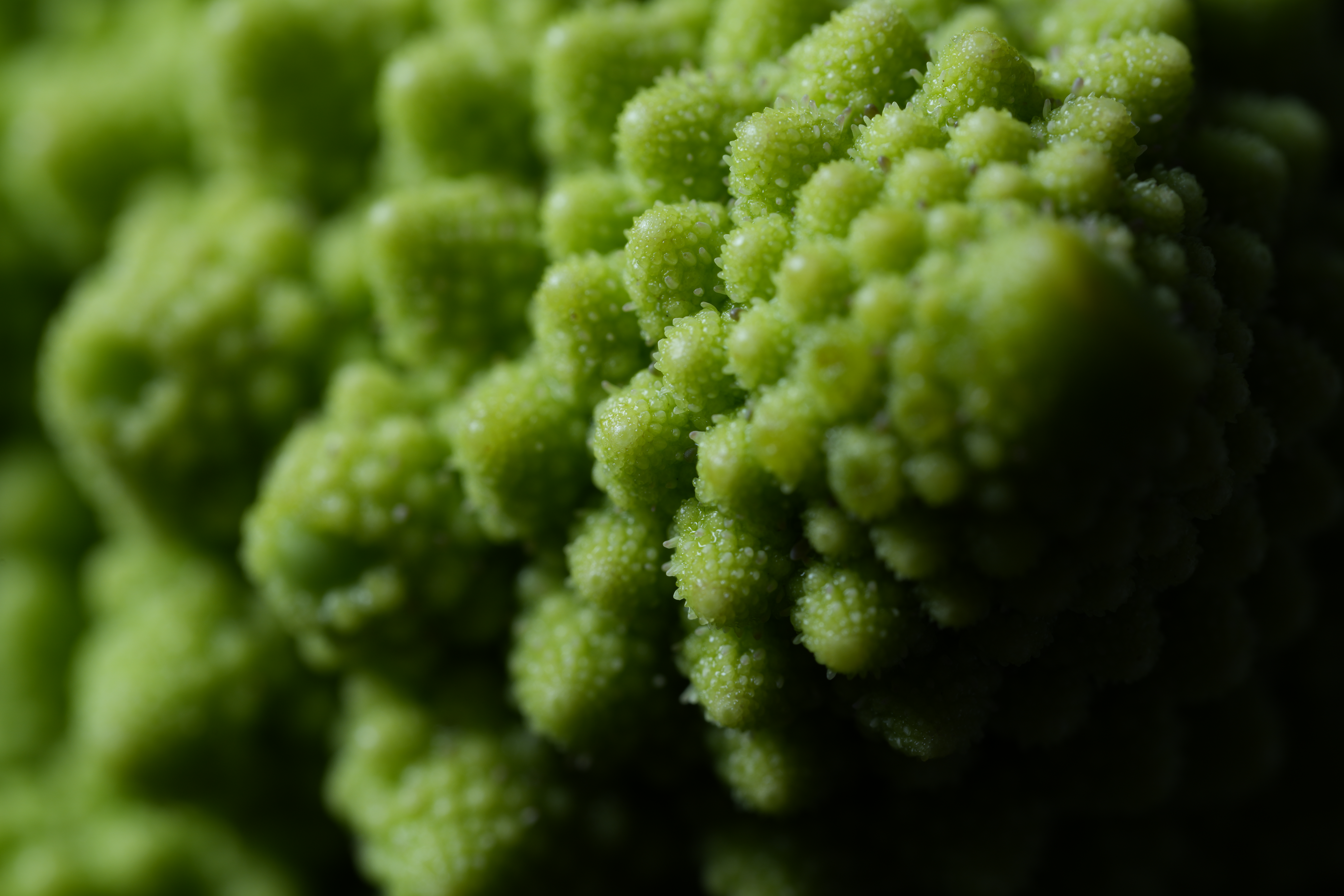 Объектив Sony FE 100mm f/2.8 Macro GM OSS