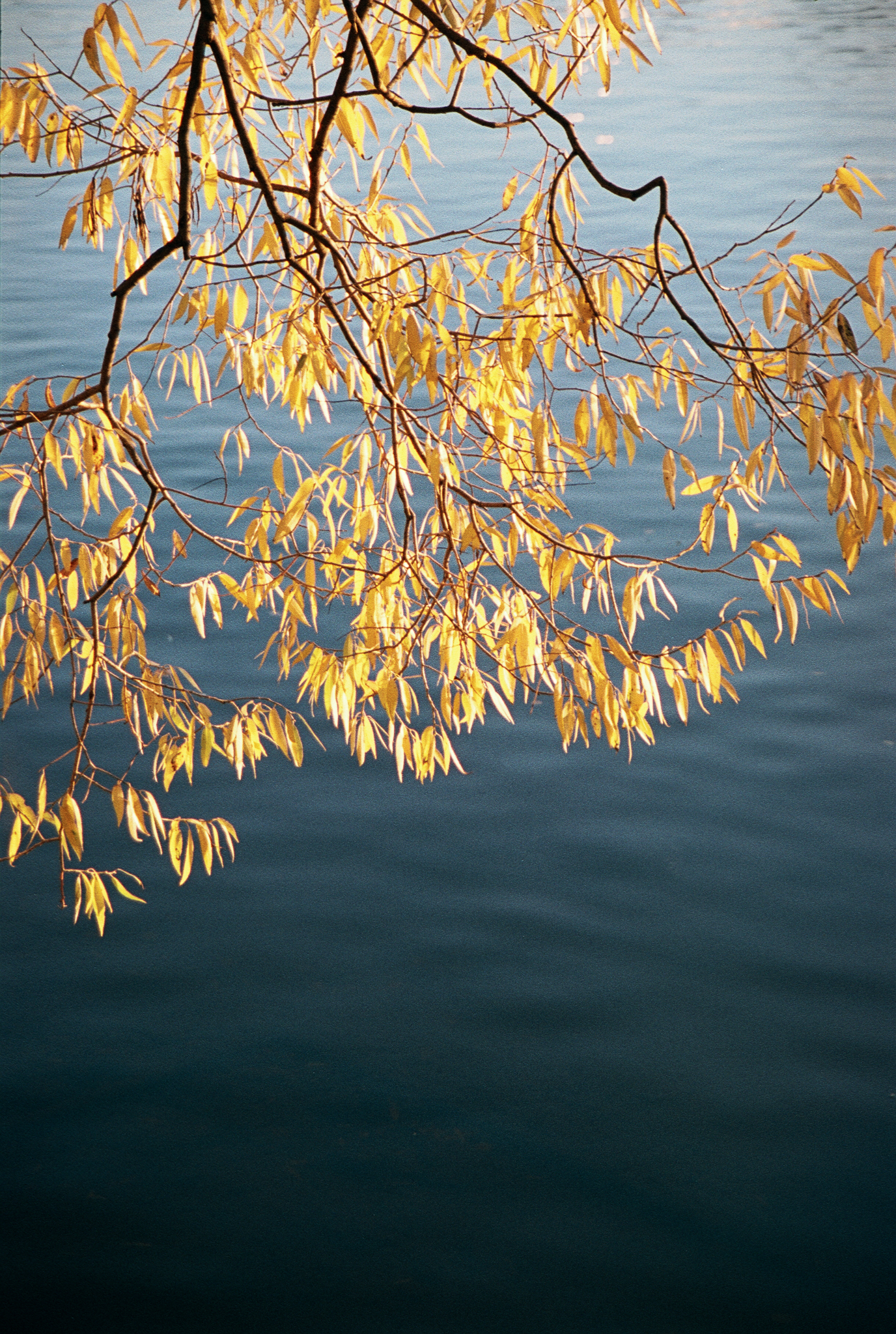Фотопленка Silberra COLOR100 C-41 135, 36 кадров
