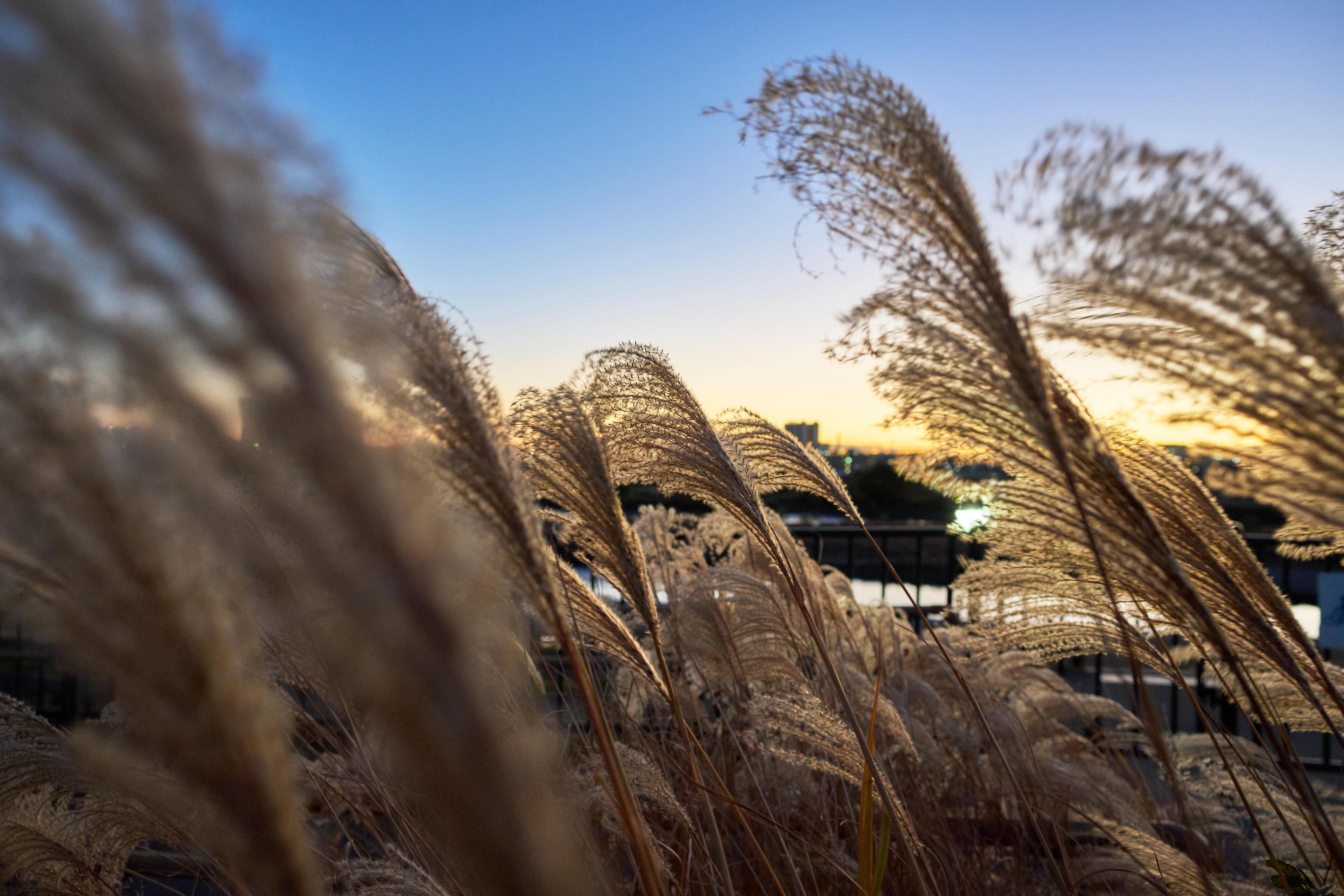 Объектив Sigma 15mm f/1.4 DC Contemporary Fujifilm X