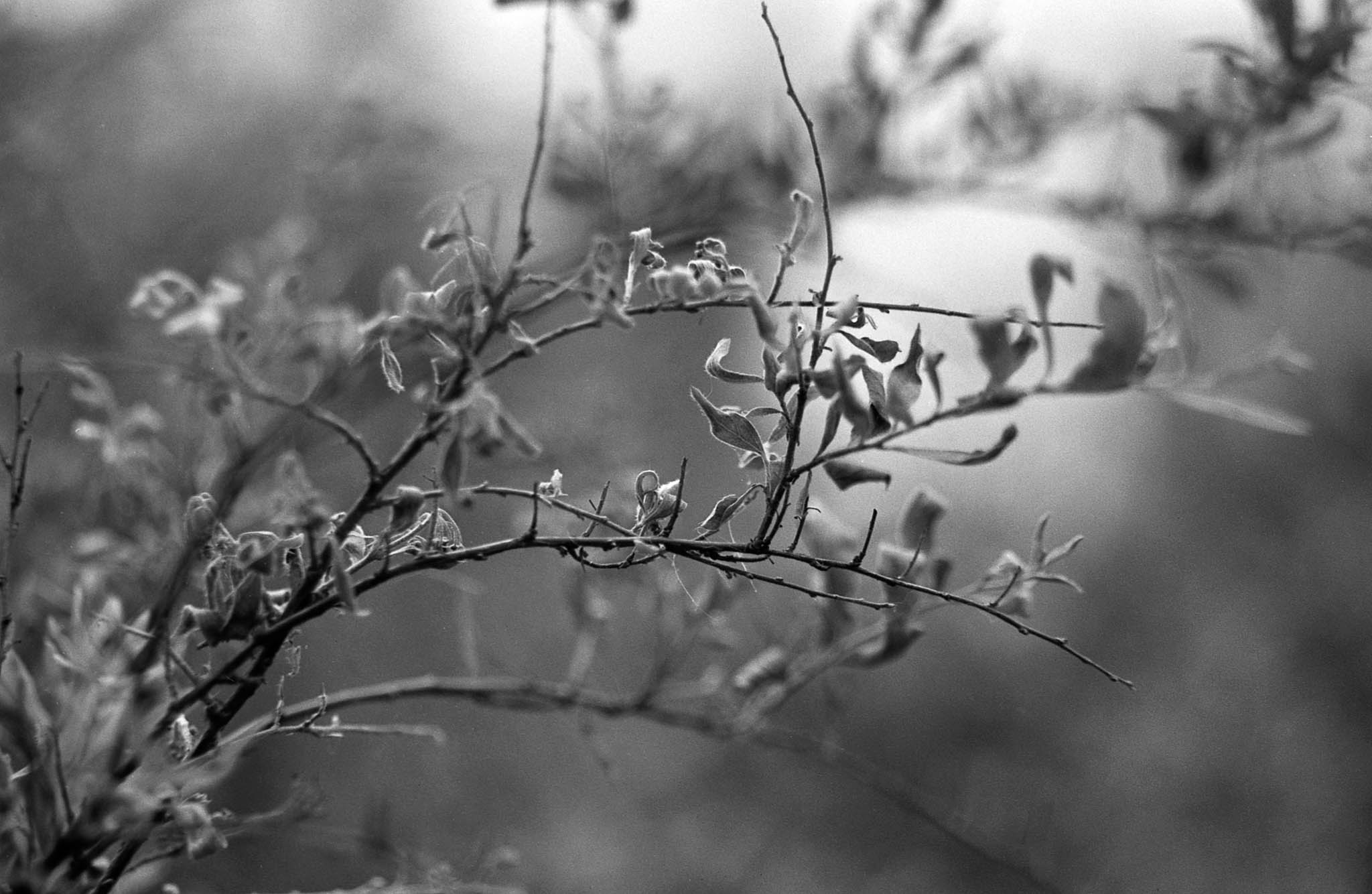 Фотопленка Silberra U200, ч/б негативная, 135 формат, 36 кадров