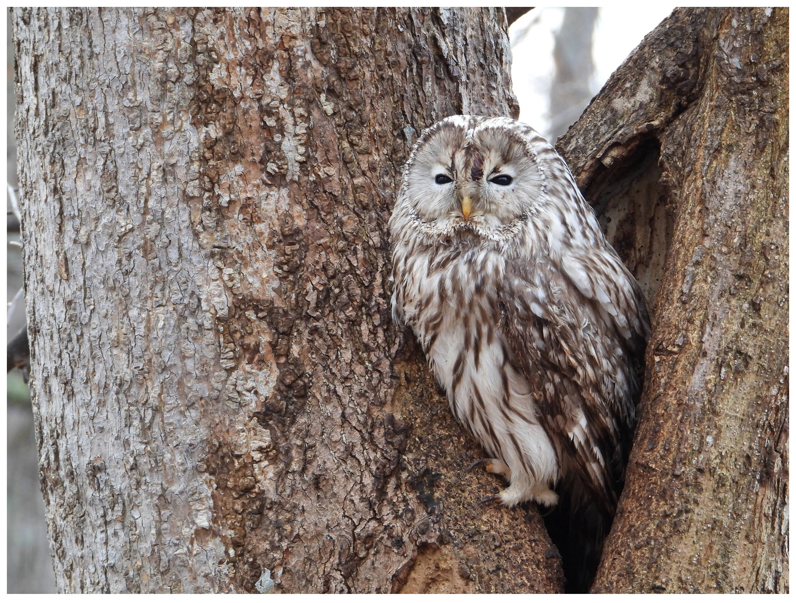 Компактный фотоаппарат Nikon Coolpix P1100