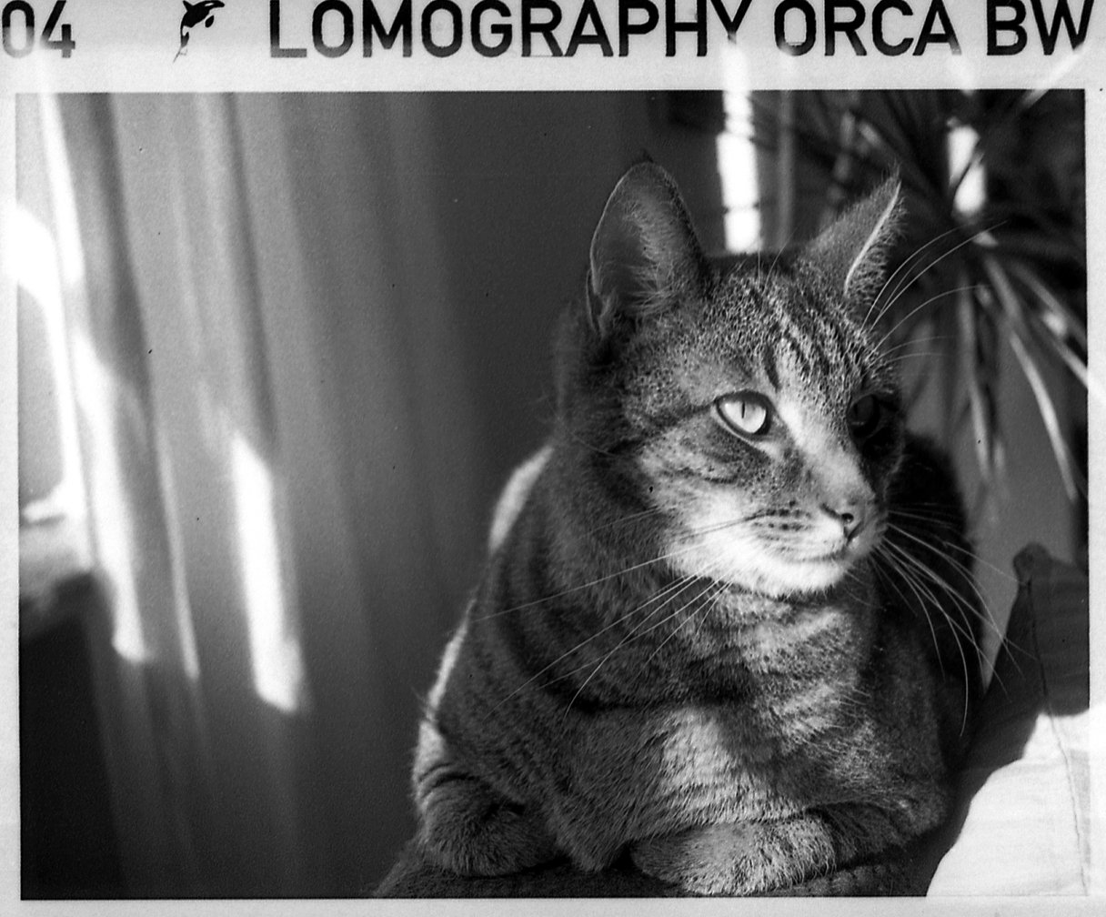Фотопленка Lomography B&W Orca 110 ISO 100, 24 кадра