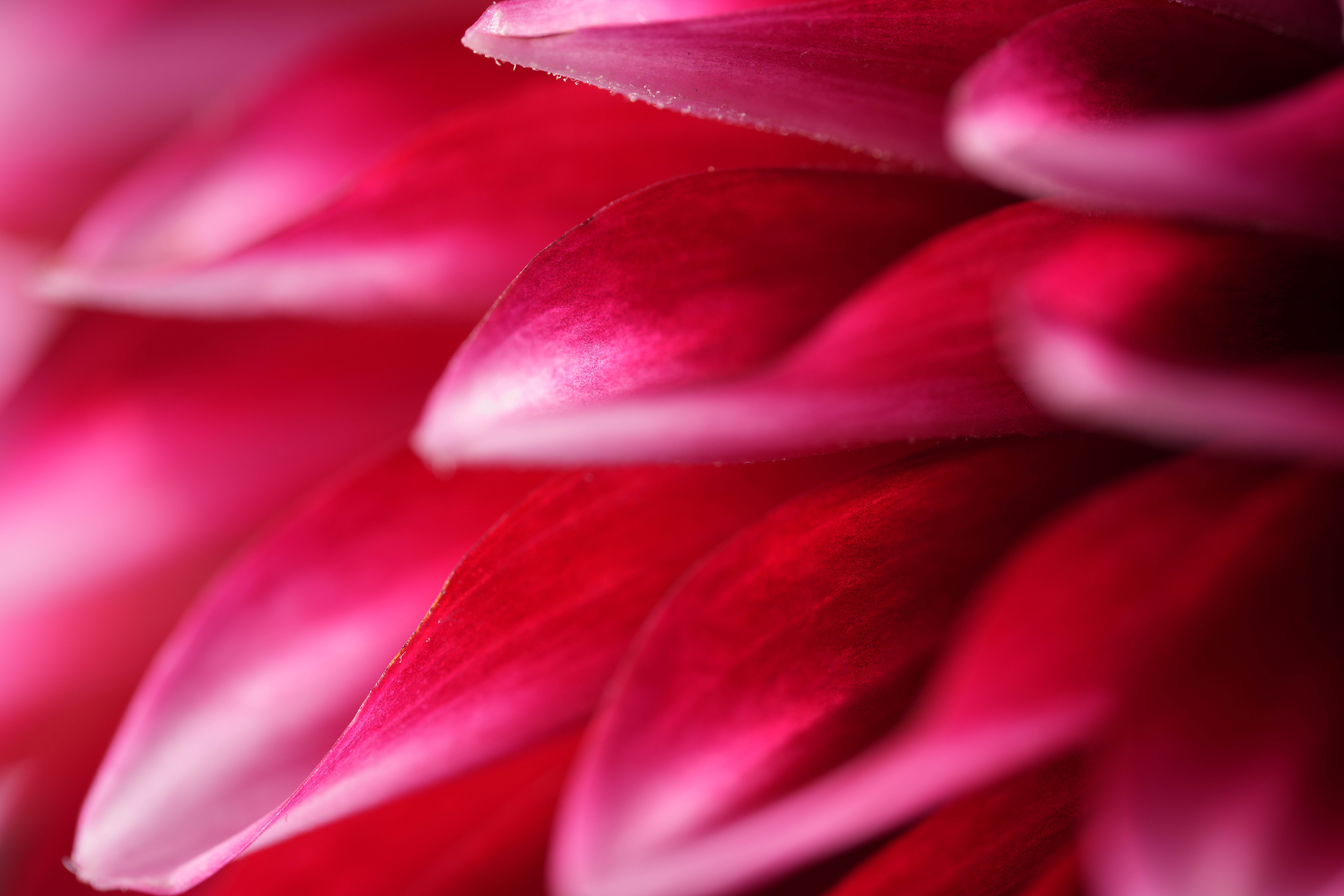 Объектив Sony FE 100mm f/2.8 Macro GM OSS