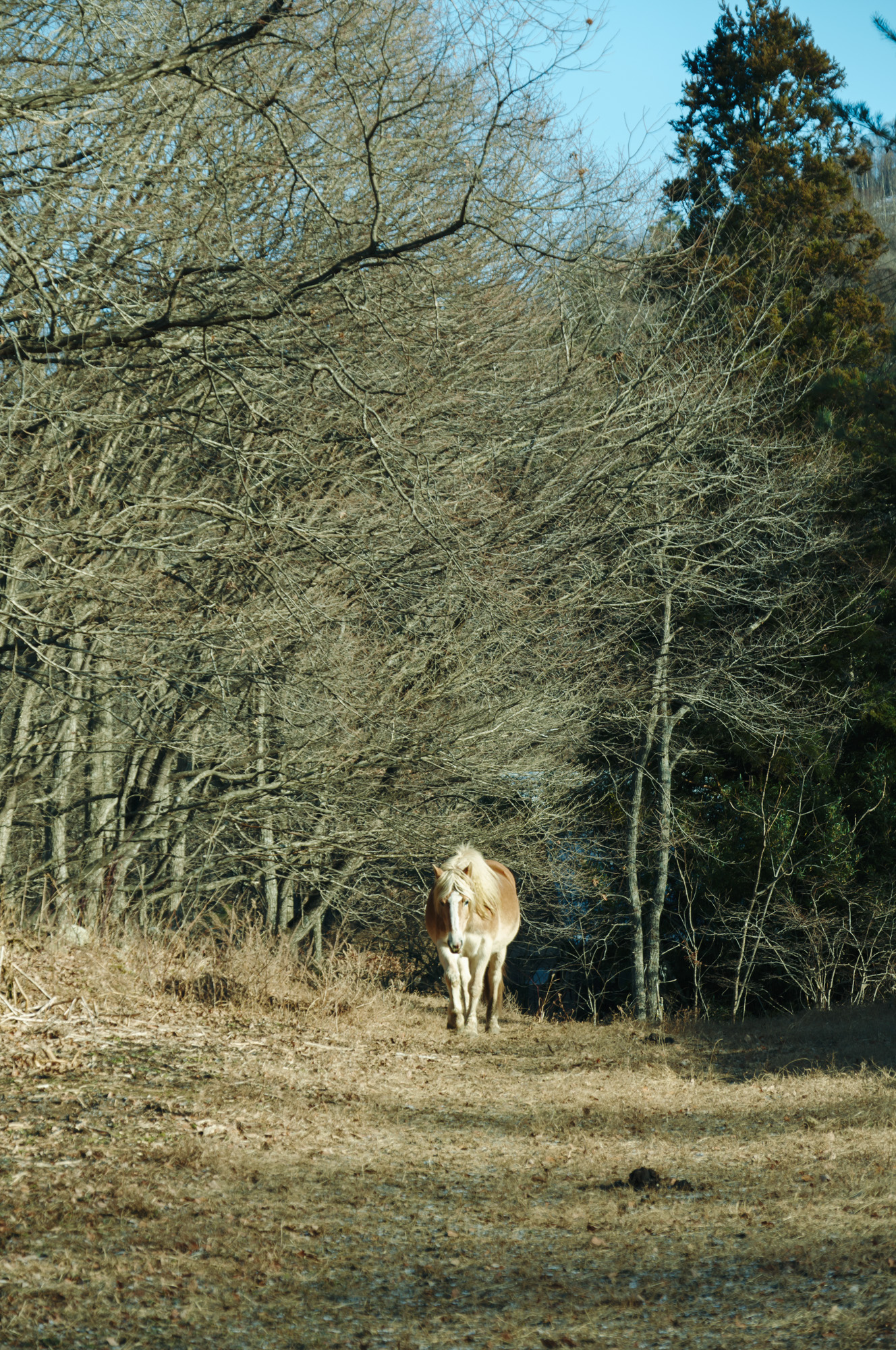 Объектив Sigma 16-300mm f/3.5-6.7 DC OS Contemporary Sony E